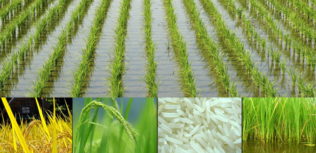Rice Paddy
