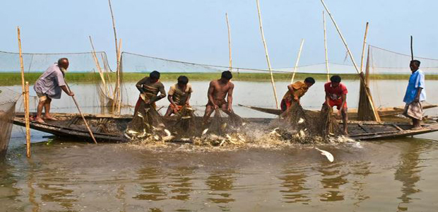 fishermen-catching-hilsha-fish-river